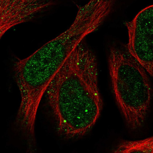 SLU7 Antibody in Immunocytochemistry (ICC/IF)