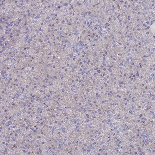 Ankyrin B Antibody in Immunohistochemistry (Paraffin) (IHC (P))