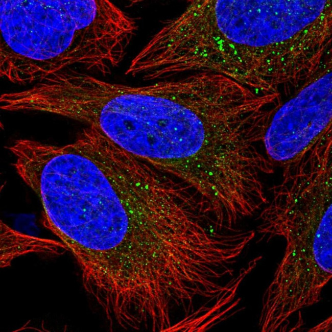 PIK3R4 Antibody in Immunocytochemistry (ICC/IF)