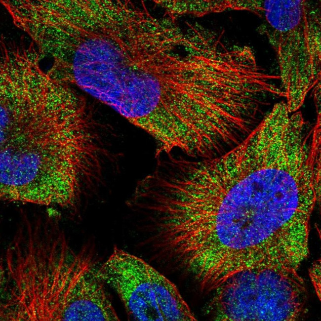 Golgi protein 58k Antibody in Immunocytochemistry (ICC/IF)