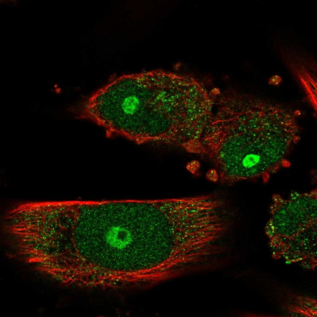 GNL3L Antibody in Immunocytochemistry (ICC/IF)