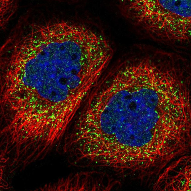 ALS2CR1 Antibody in Immunocytochemistry (ICC/IF)