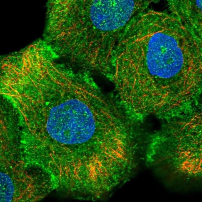 CD104 Antibody in Immunocytochemistry (ICC/IF)