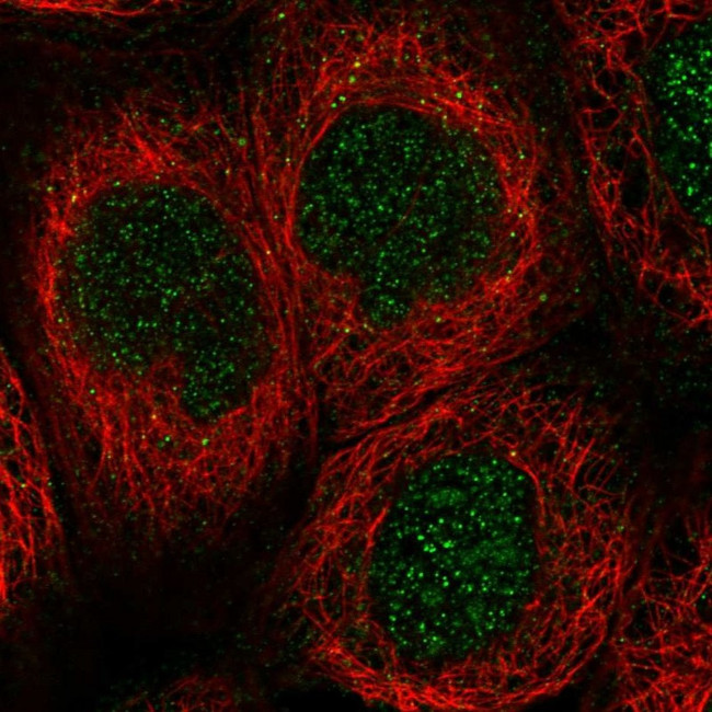 GCLC Antibody in Immunocytochemistry (ICC/IF)