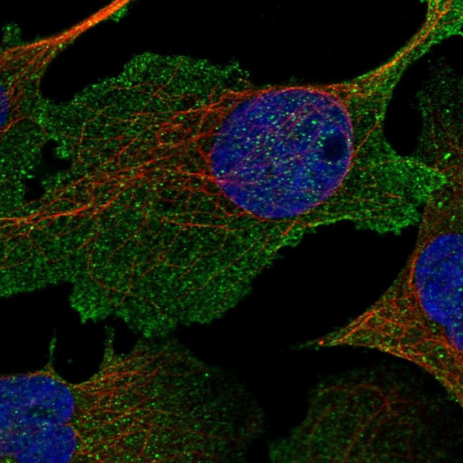 NHE3 Antibody in Immunocytochemistry (ICC/IF)