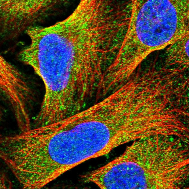 HOMER1 Antibody in Immunocytochemistry (ICC/IF)