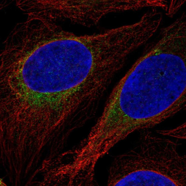 Glucagon Antibody in Immunocytochemistry (ICC/IF)