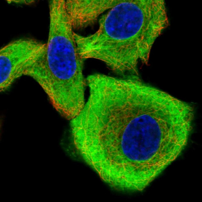 Calpastatin Antibody in Immunocytochemistry (ICC/IF)