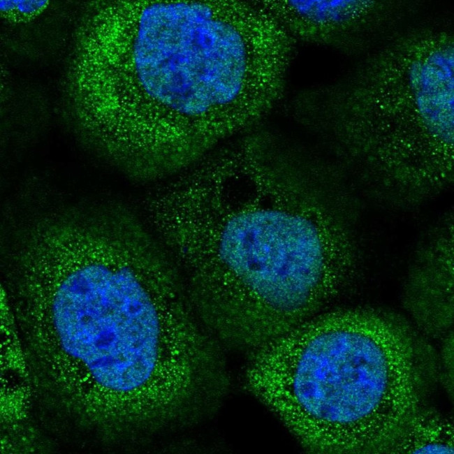 CNDP2 Antibody in Immunocytochemistry (ICC/IF)