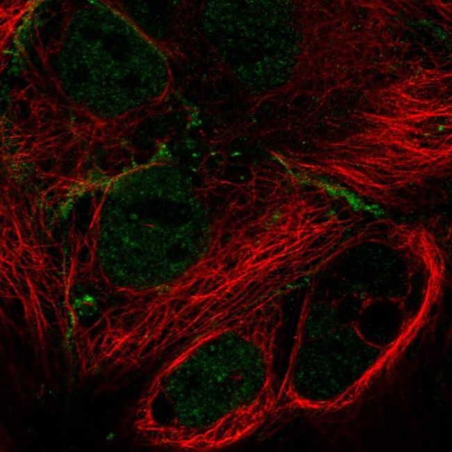 MPP7 Antibody in Immunocytochemistry (ICC/IF)