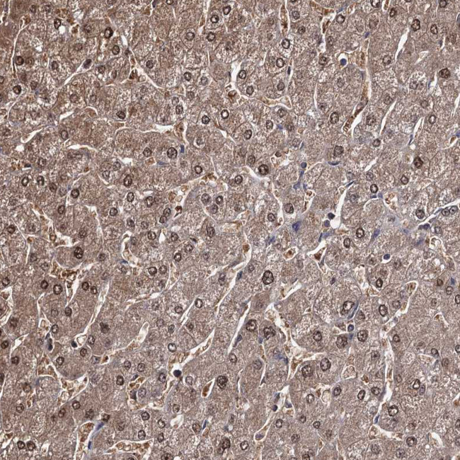 GST Omega 1 140A Antibody in Immunohistochemistry (Paraffin) (IHC (P))