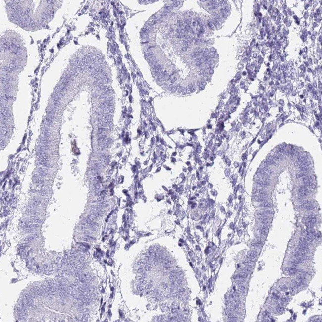 DDX4 Antibody in Immunohistochemistry (Paraffin) (IHC (P))