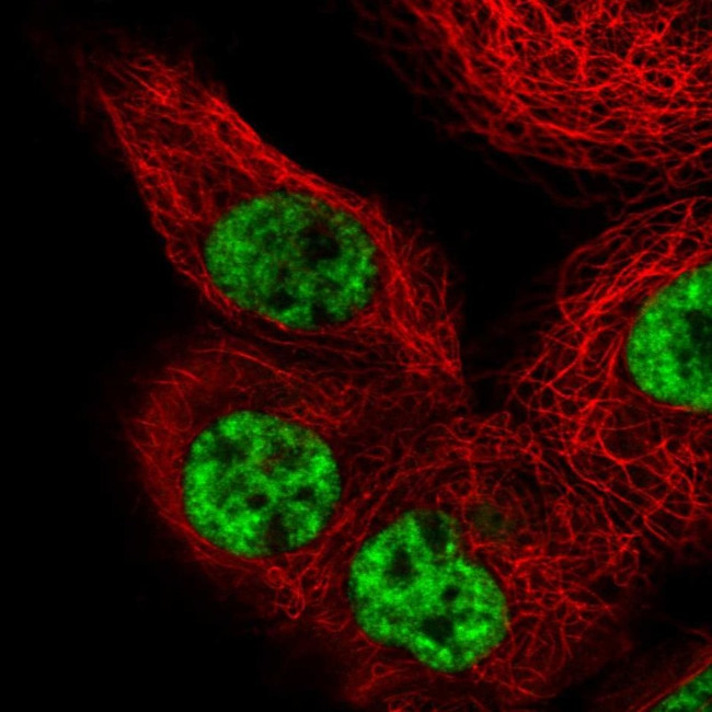 PRP19 Antibody in Immunocytochemistry (ICC/IF)