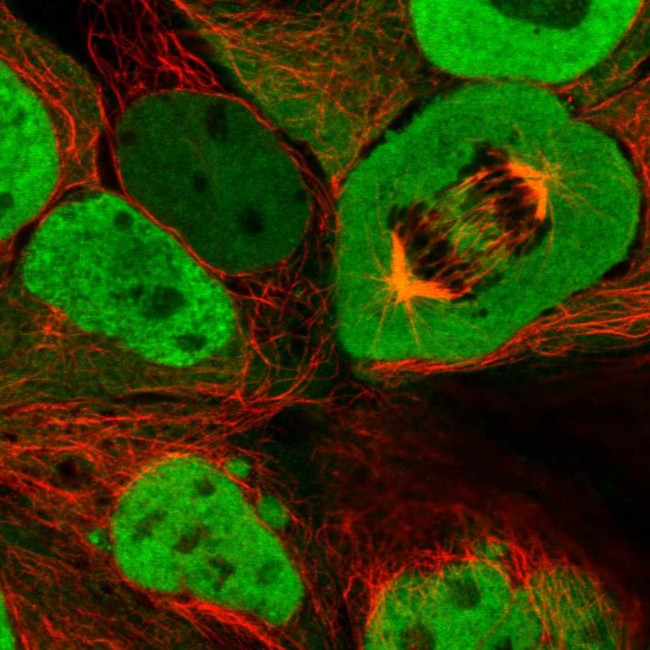 CAS Antibody in Immunocytochemistry (ICC/IF)