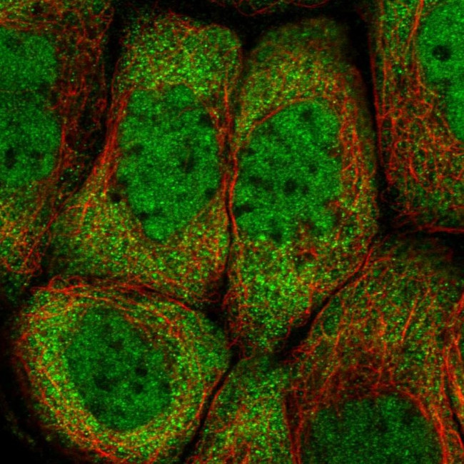 PCBP2 Antibody in Immunocytochemistry (ICC/IF)