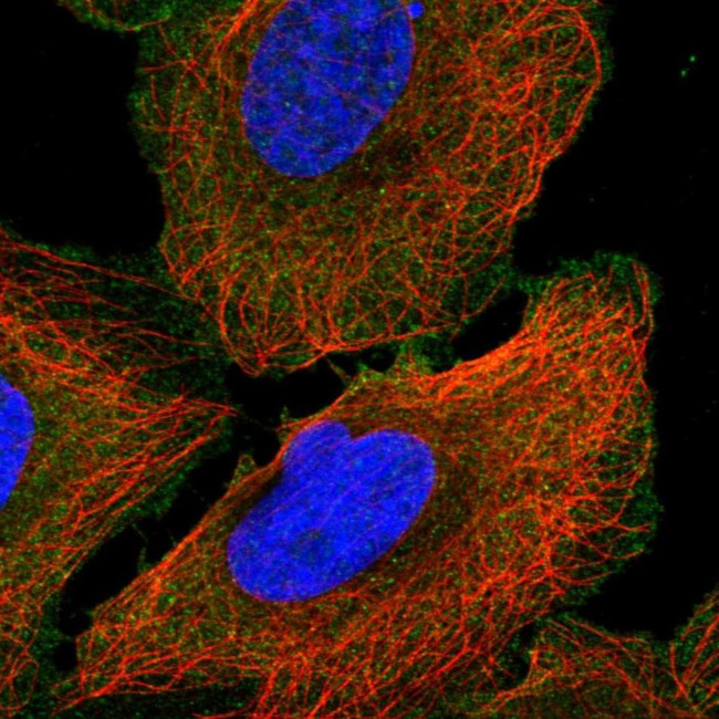 Ankyrin G Antibody in Immunocytochemistry (ICC/IF)