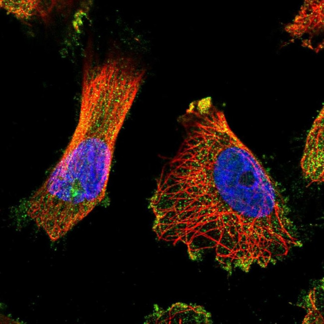 GCP5 Antibody in Immunocytochemistry (ICC/IF)