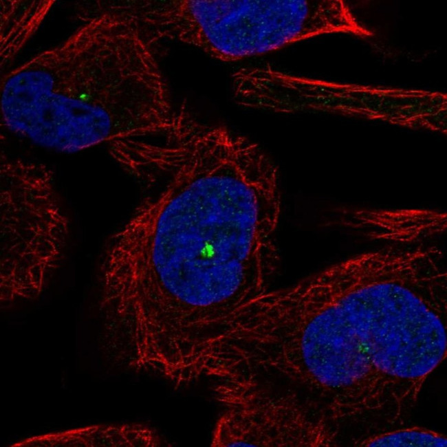 GP340 Antibody in Immunocytochemistry (ICC/IF)