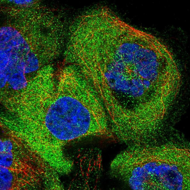 CHORDC1 Antibody in Immunocytochemistry (ICC/IF)