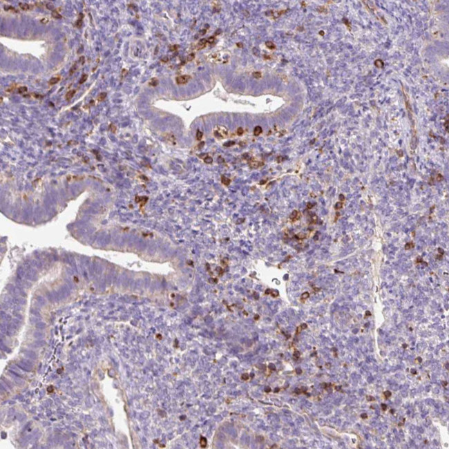 CD83 Antibody in Immunohistochemistry (Paraffin) (IHC (P))