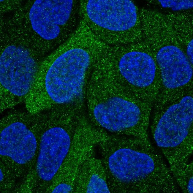 SULT2A1 Antibody in Immunocytochemistry (ICC/IF)