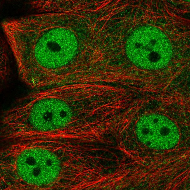 FCHO1 Antibody in Immunocytochemistry (ICC/IF)