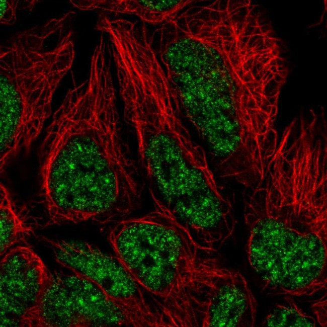 U2AF2 Antibody in Immunocytochemistry (ICC/IF)