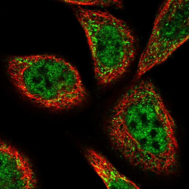 PEX3 Antibody in Immunocytochemistry (ICC/IF)