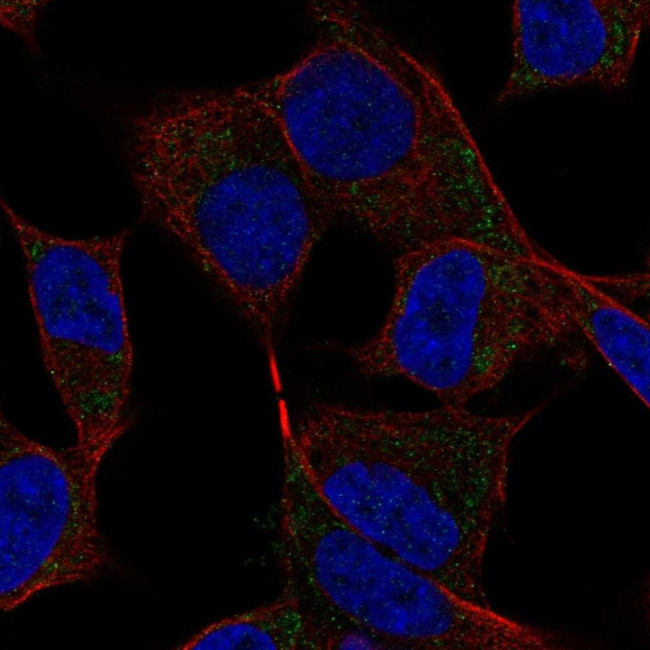 DAND5 Antibody in Immunocytochemistry (ICC/IF)