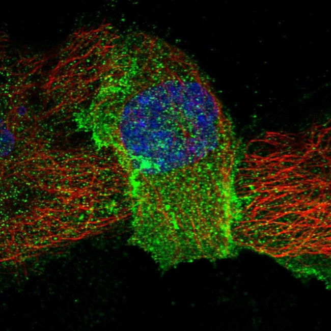 LEPREL2 Antibody in Immunocytochemistry (ICC/IF)