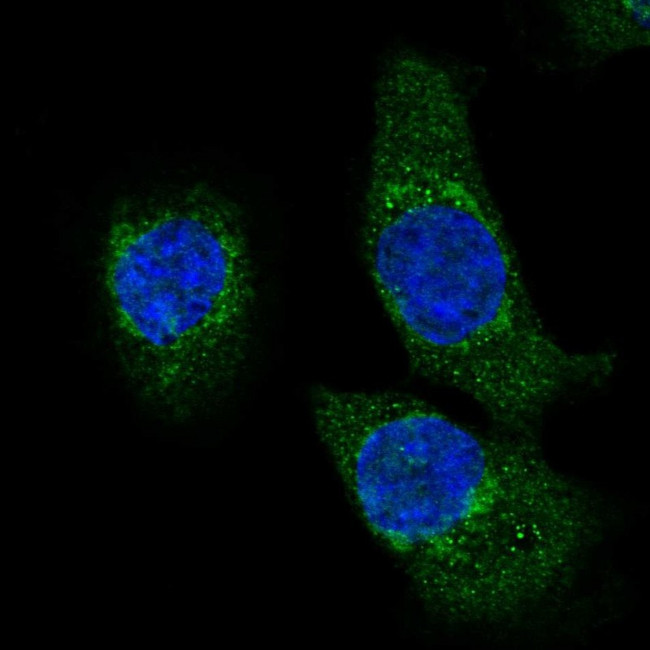 HADH Antibody in Immunocytochemistry (ICC/IF)