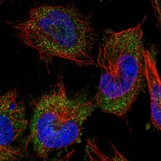 alanyl-tRNA Synthetase Antibody in Immunocytochemistry (ICC/IF)