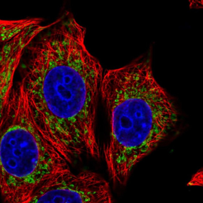 TRAP1 Antibody in Immunocytochemistry (ICC/IF)