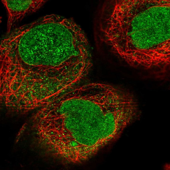 KPNA4 Antibody in Immunocytochemistry (ICC/IF)