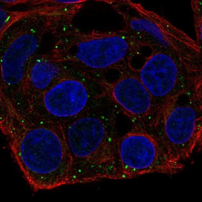 FKBP1B Antibody in Immunocytochemistry (ICC/IF)