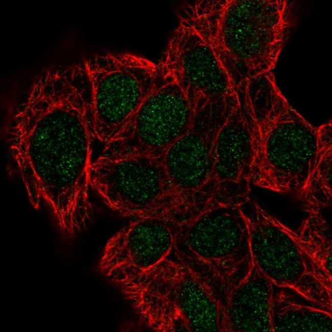 DPH2 Antibody in Immunocytochemistry (ICC/IF)