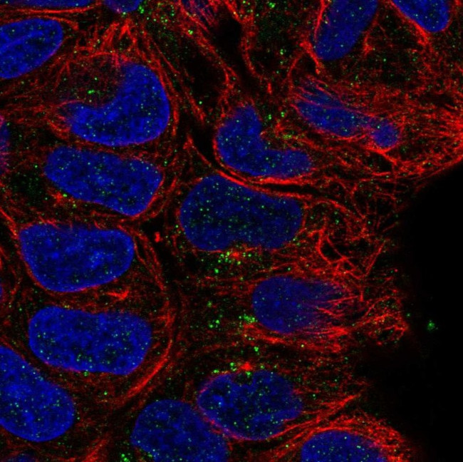 CD24 Antibody in Immunocytochemistry (ICC/IF)