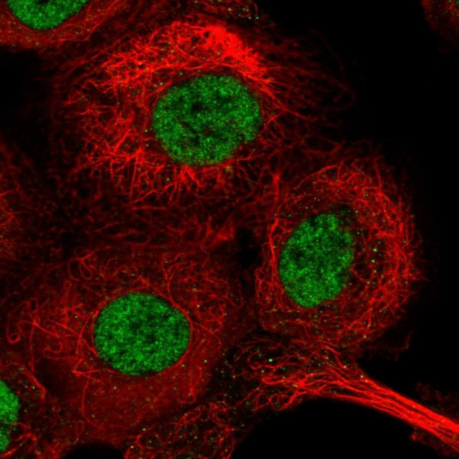 GTF2H1 Antibody in Immunocytochemistry (ICC/IF)