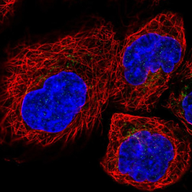 TMP21 Antibody in Immunocytochemistry (ICC/IF)