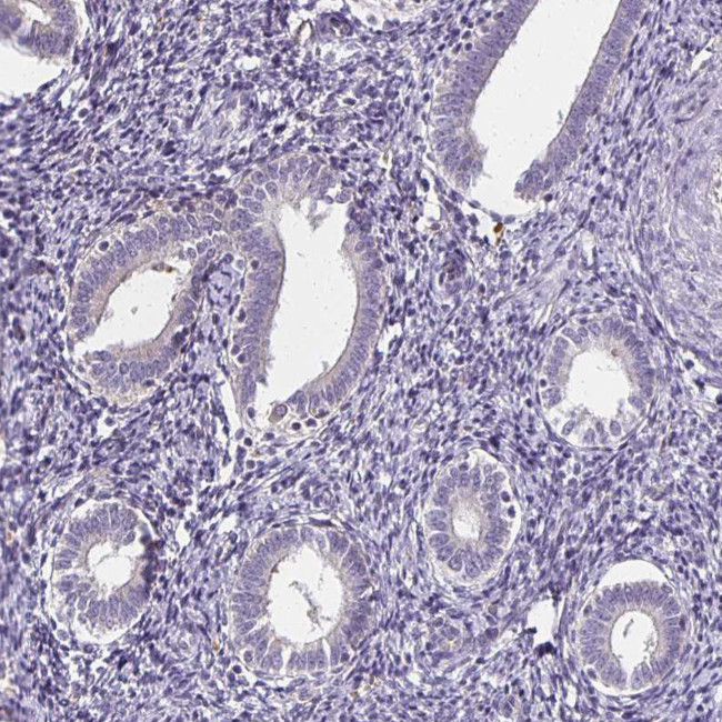 GPX4 Antibody in Immunohistochemistry (Paraffin) (IHC (P))