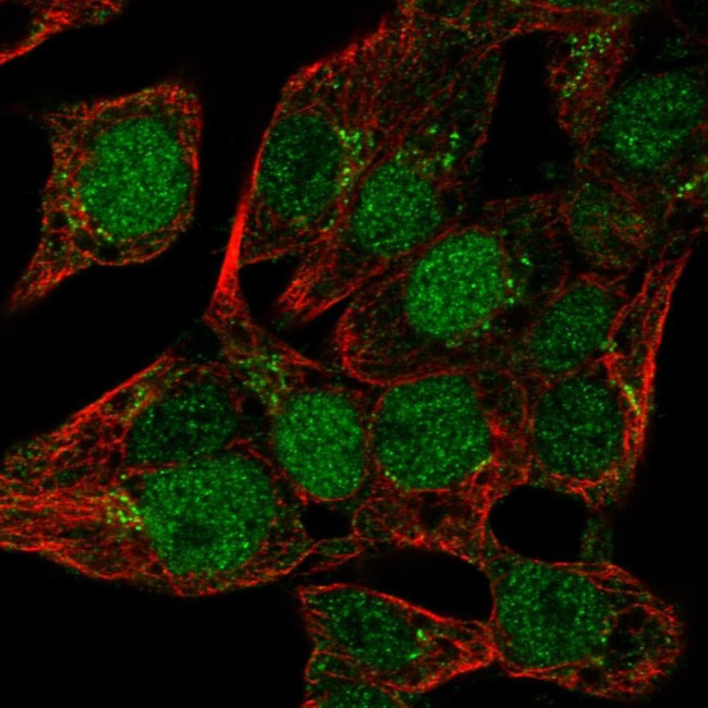 Mist1 Antibody in Immunocytochemistry (ICC/IF)