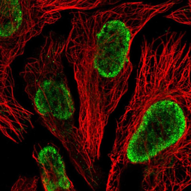 WSCD2 Antibody in Immunocytochemistry (ICC/IF)