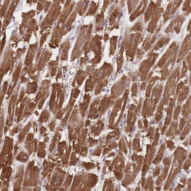 BERP Antibody in Immunohistochemistry (Paraffin) (IHC (P))