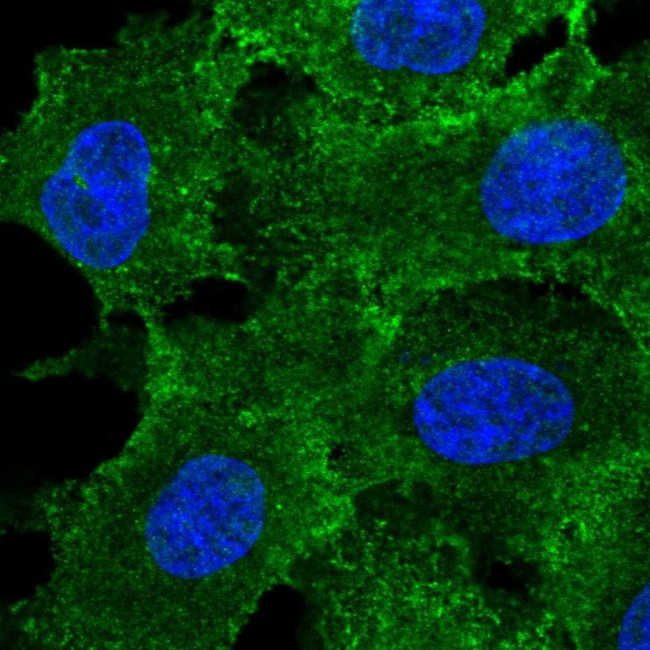 MRP3 Antibody in Immunocytochemistry (ICC/IF)