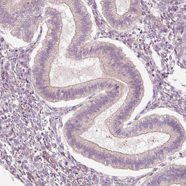 KCNQ1 Antibody in Immunohistochemistry (Paraffin) (IHC (P))