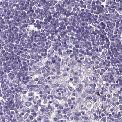 BOLL Antibody in Immunohistochemistry (Paraffin) (IHC (P))