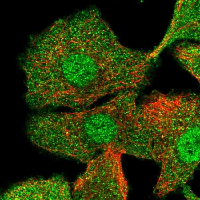 Calmyrin Antibody in Immunocytochemistry (ICC/IF)