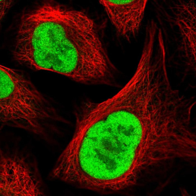 RFC4 Antibody in Immunocytochemistry (ICC/IF)