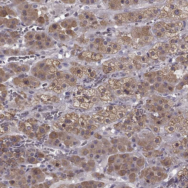 CNGA3 Antibody in Immunohistochemistry (Paraffin) (IHC (P))