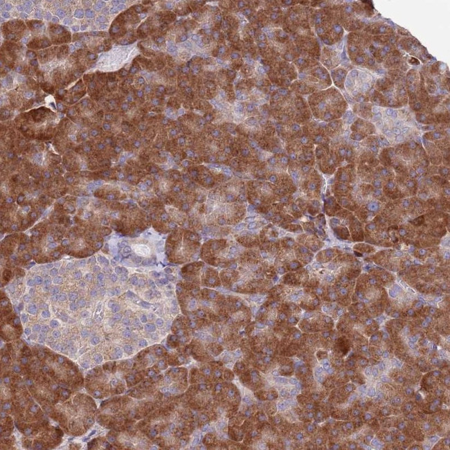 DAND5 Antibody in Immunohistochemistry (Paraffin) (IHC (P))